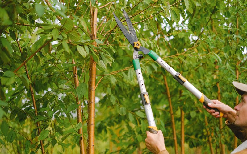 Tree trimming in Orting, WA