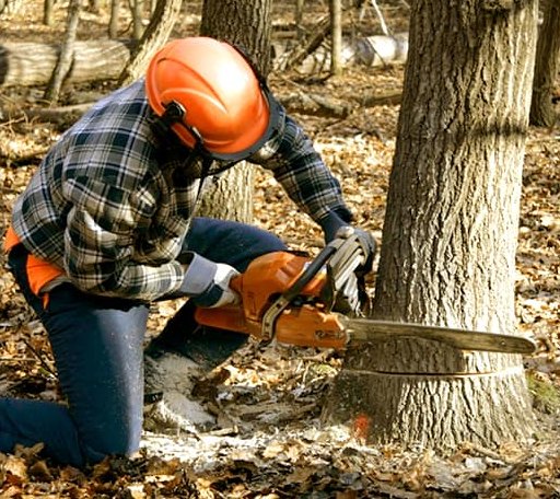 Tree Removal in Orting, WA